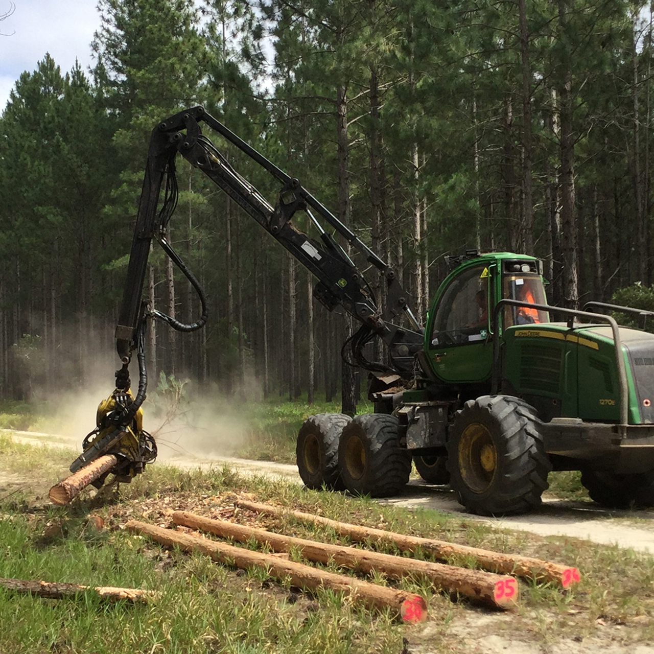 Harvesting plantation logs at Beerburrum. Photo David Lee