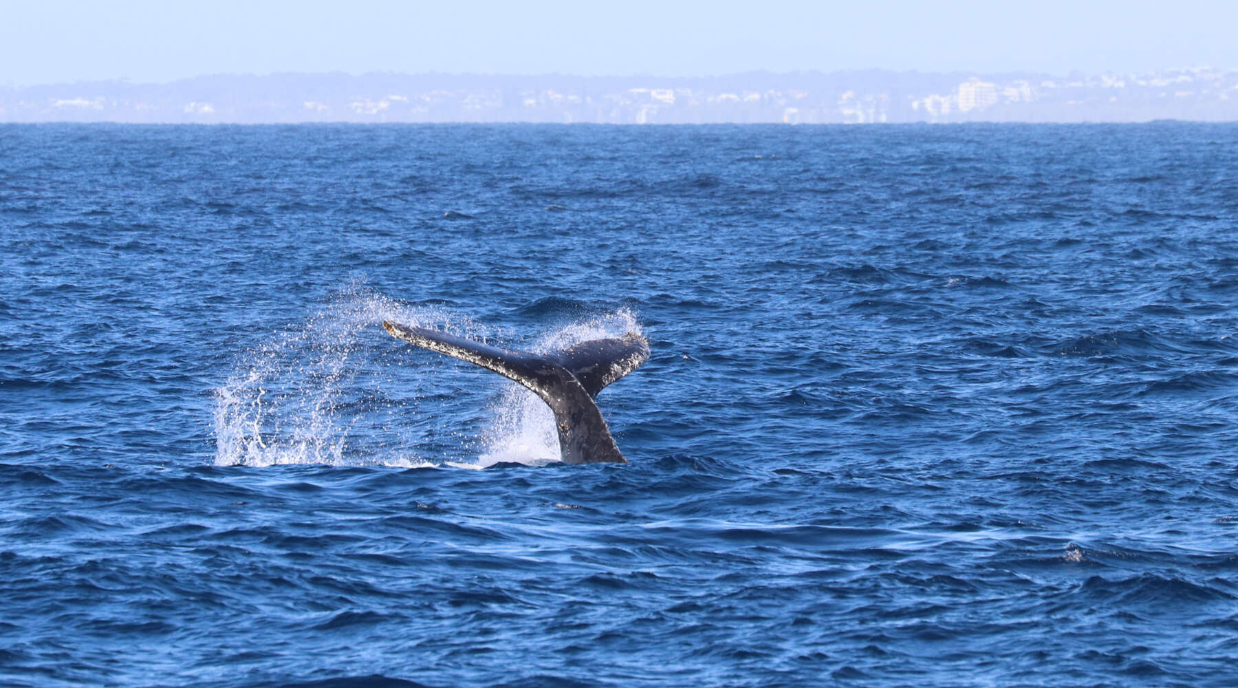 whale tail