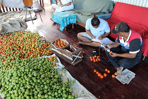 Professor Steven Underhill and research students in Fiji assessing food quality