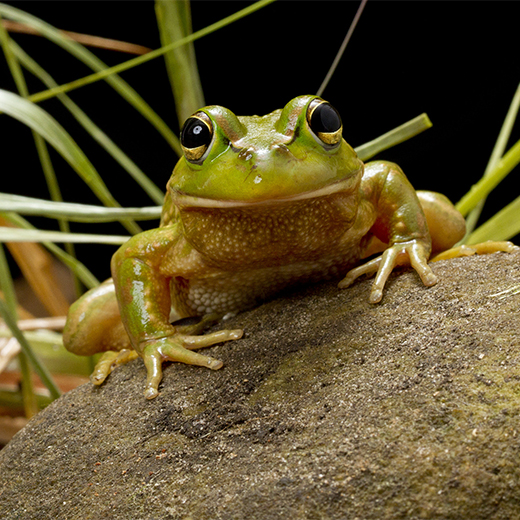 Growling grass frog 