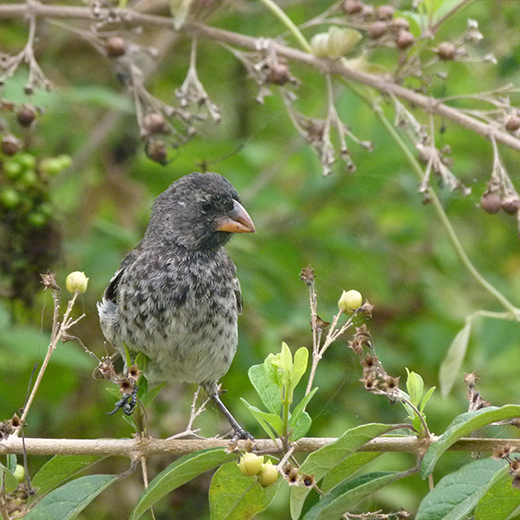 Galapagos Island  ground finch 