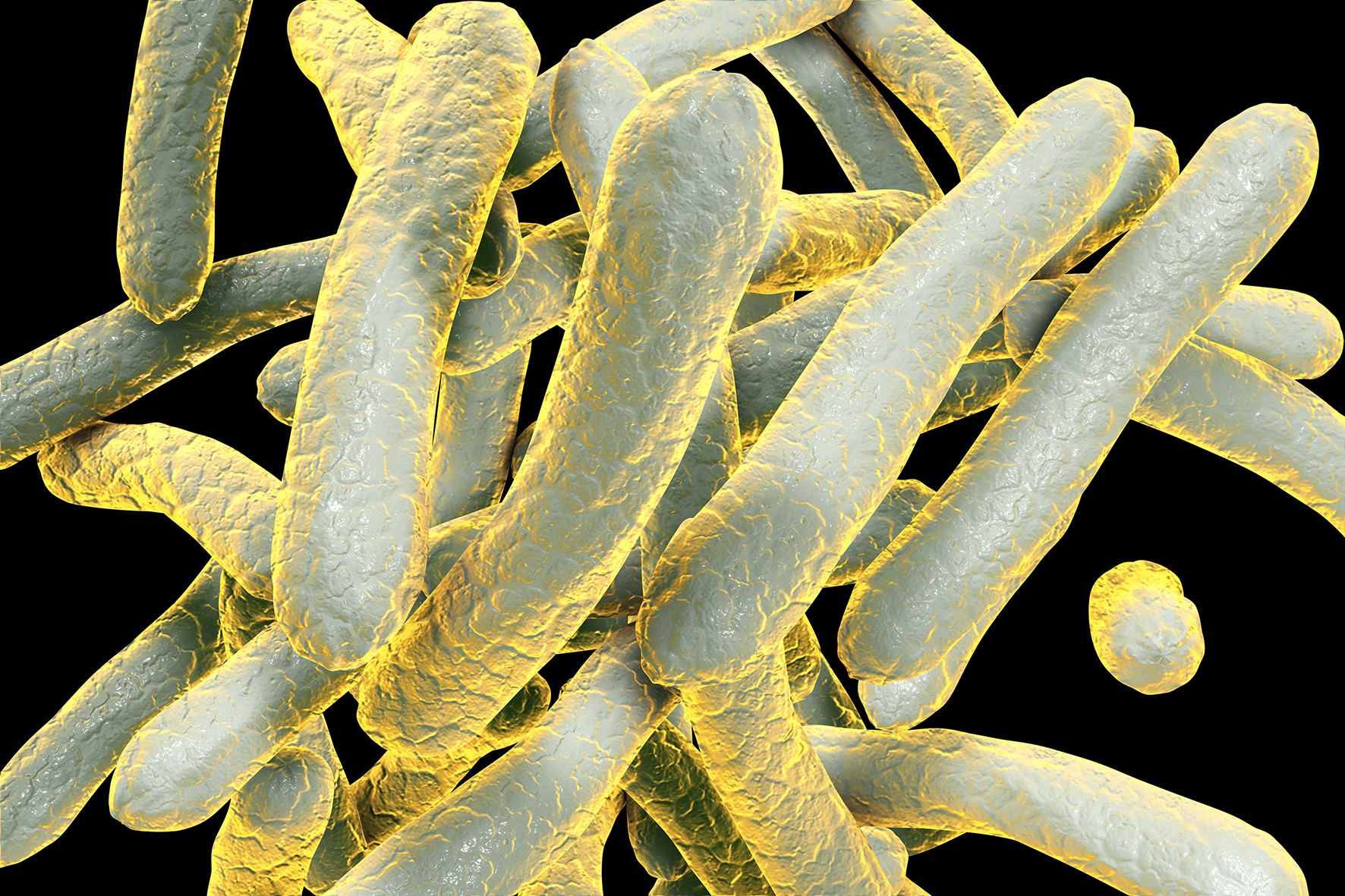 Tuberculosis cells
