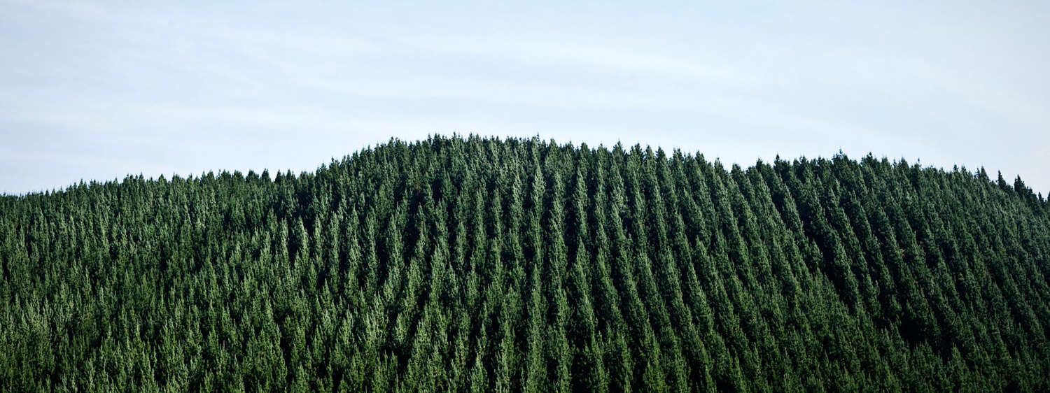 New Zealand forest