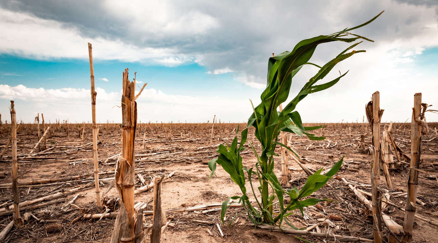 field of dead crops