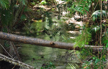 Fraser Island Wanggoolba Creek.jpg