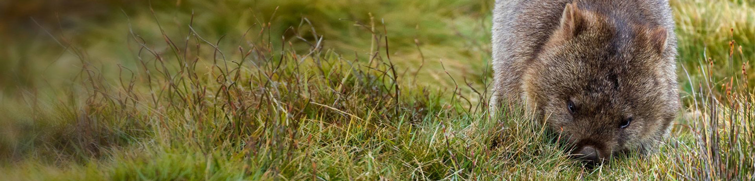 Wombat foraging in grass.