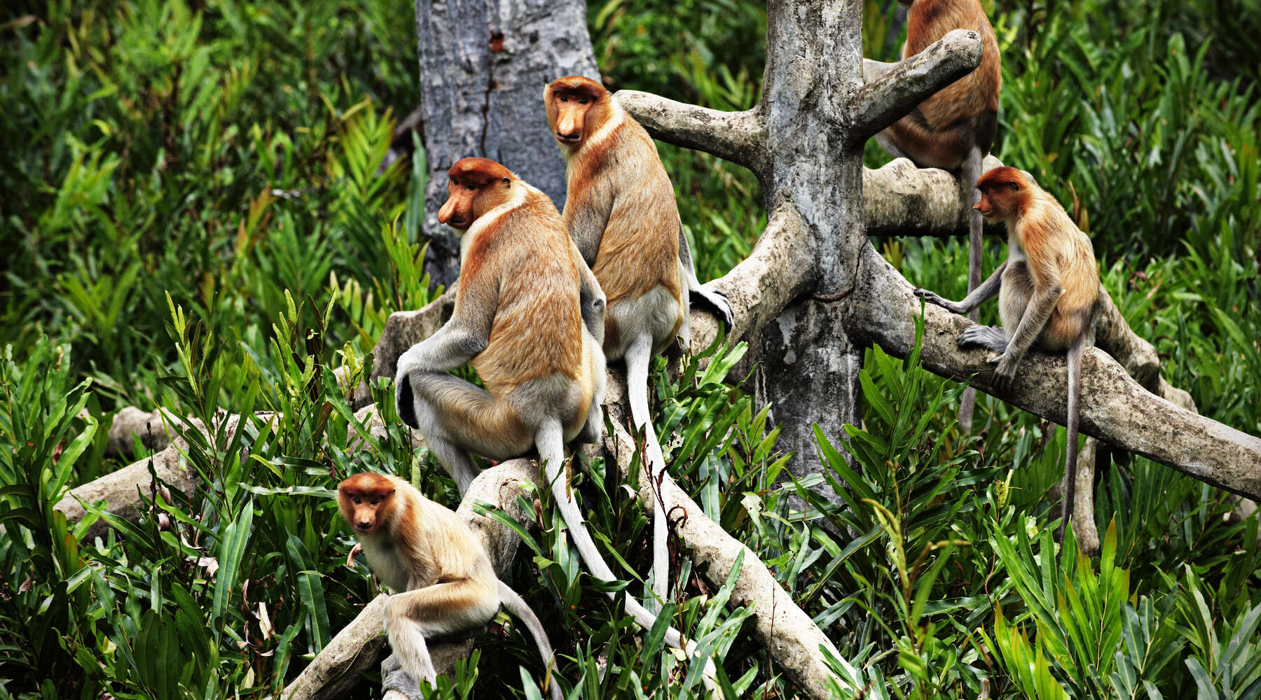 Proboscis Monkey's 