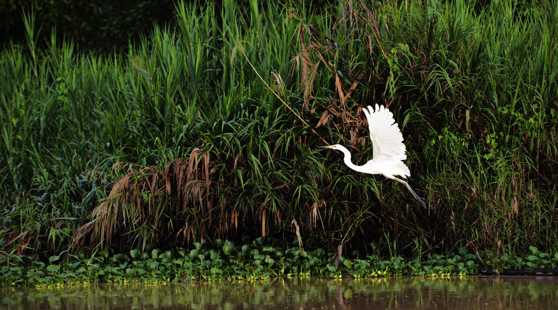 white heron flying near water's edge