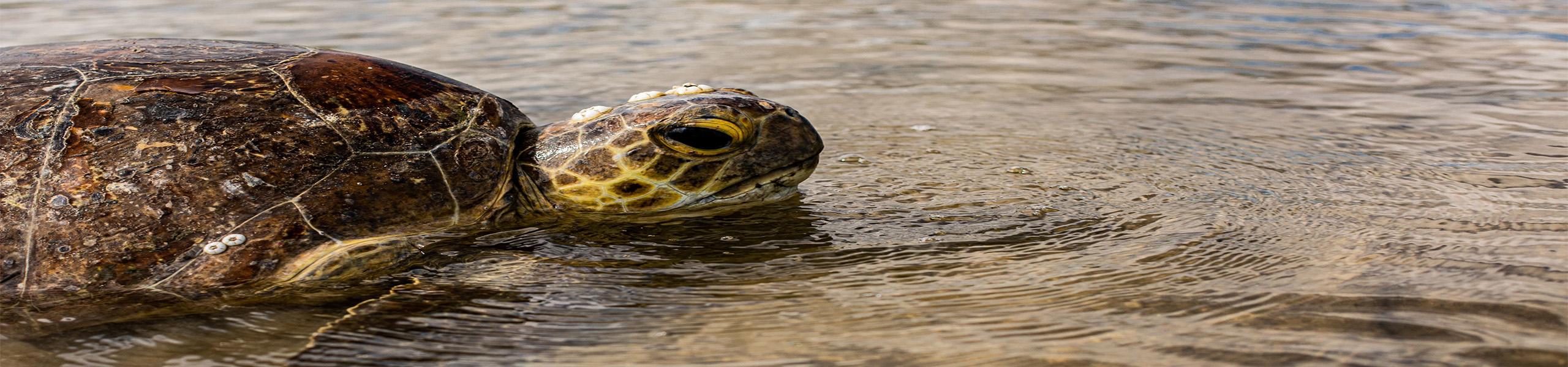 Marine sea turtle