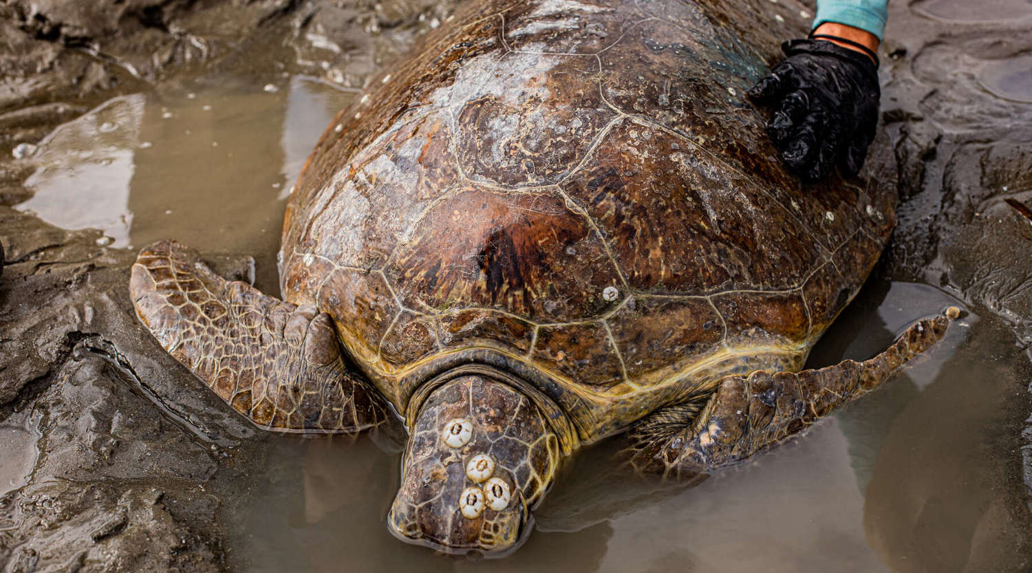 a large sea turtle being rescued