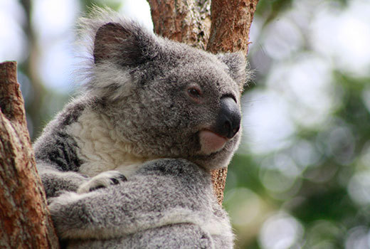 Koala at Qld Zoo