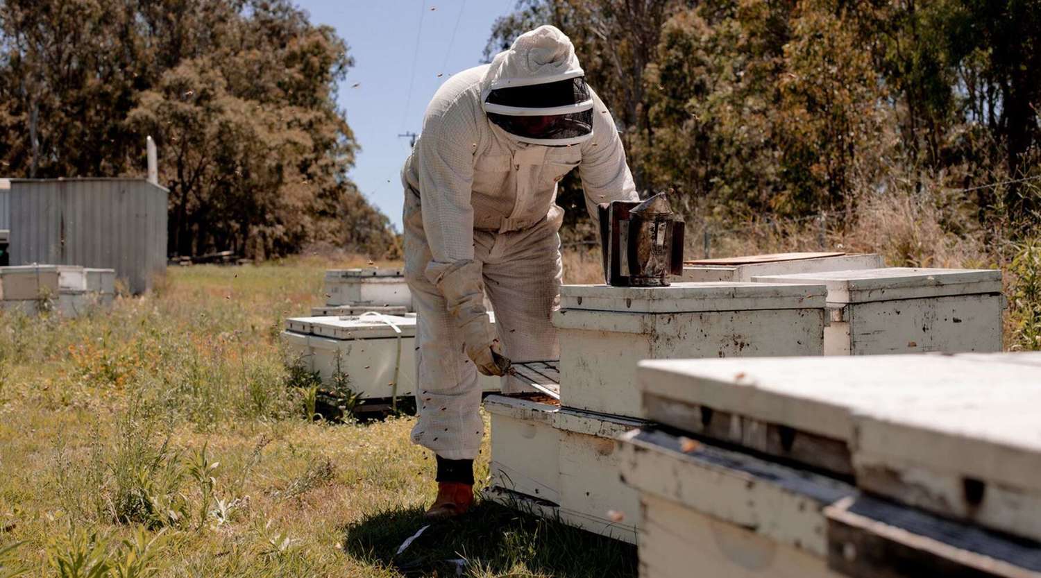 Dr Ben McKee dressed in beekeeping suit, inspecting beehive 