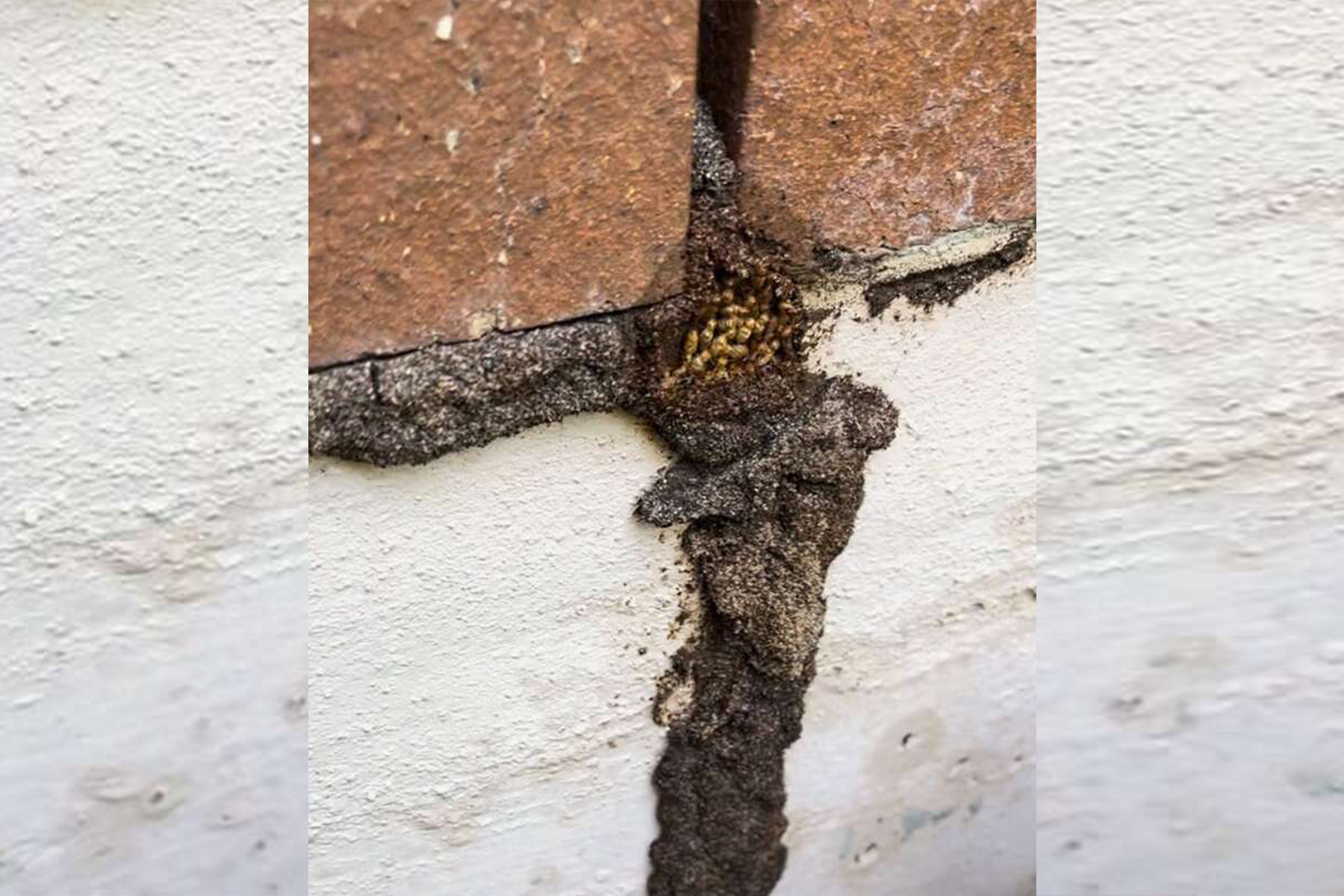 white ant nest on side of building