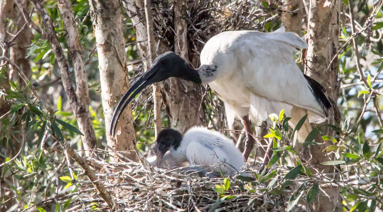 parent ibis in a nest with an ibis chick 