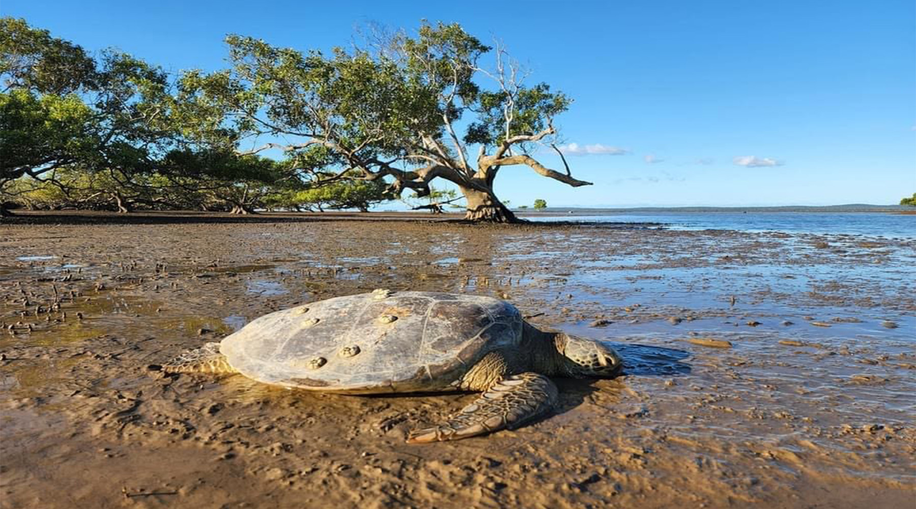 Marine sea turtle