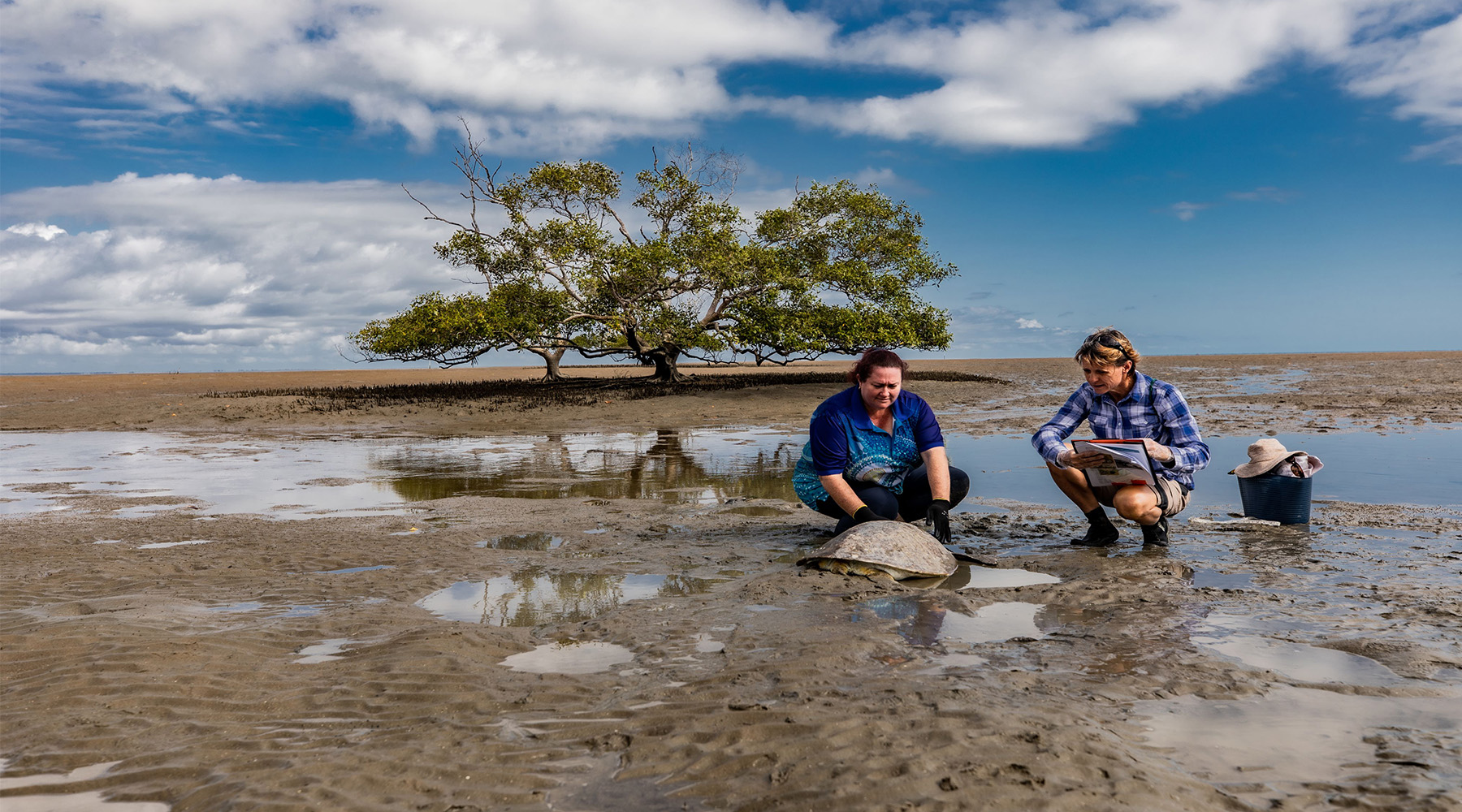 Turtle assessed on sand dunes by researchers