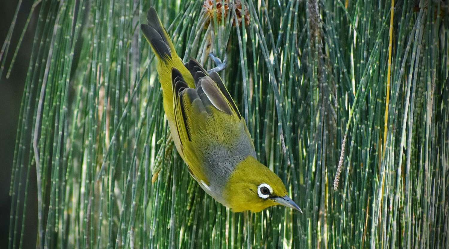 Silverye sitting on a branch