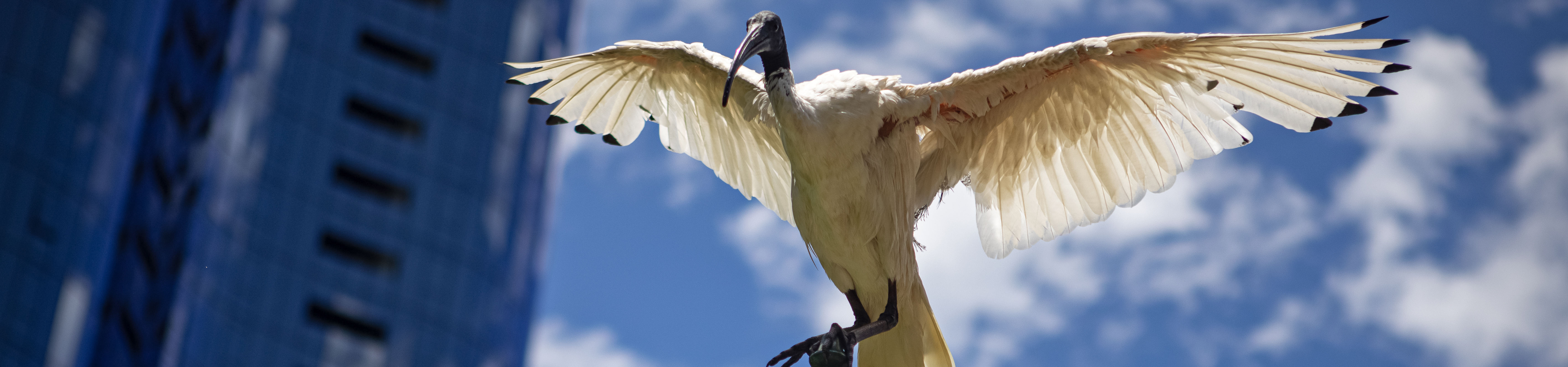 A white ibis with it's wings spanned