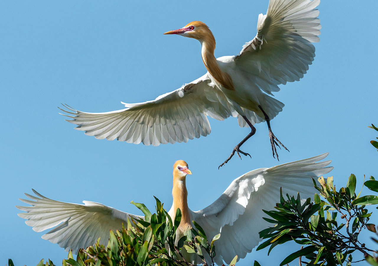 Lauren Railey Cattle Egrets