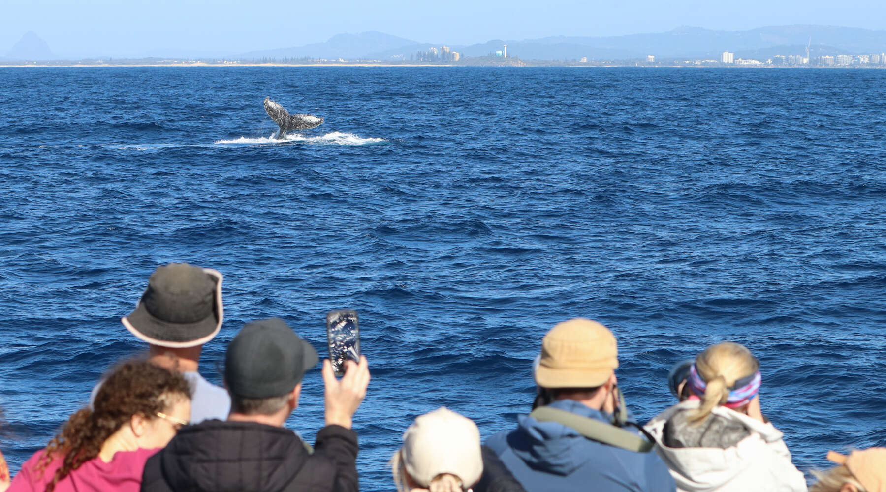 group of people photographing breaching whale