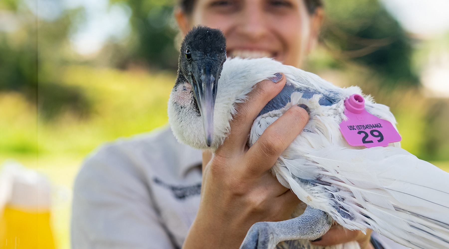 Dr Dominique Potvin holding ibis