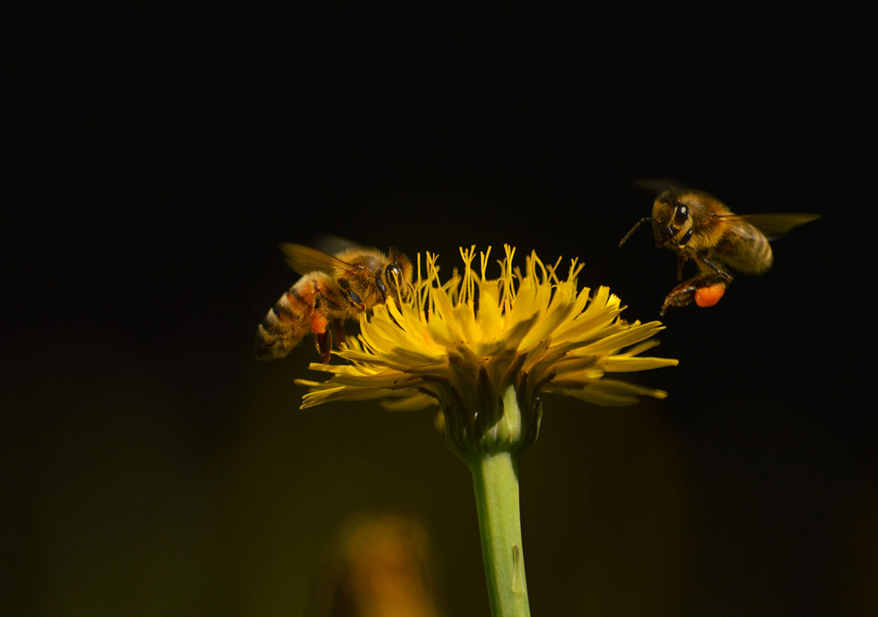 Bryce Riley Lues Bees