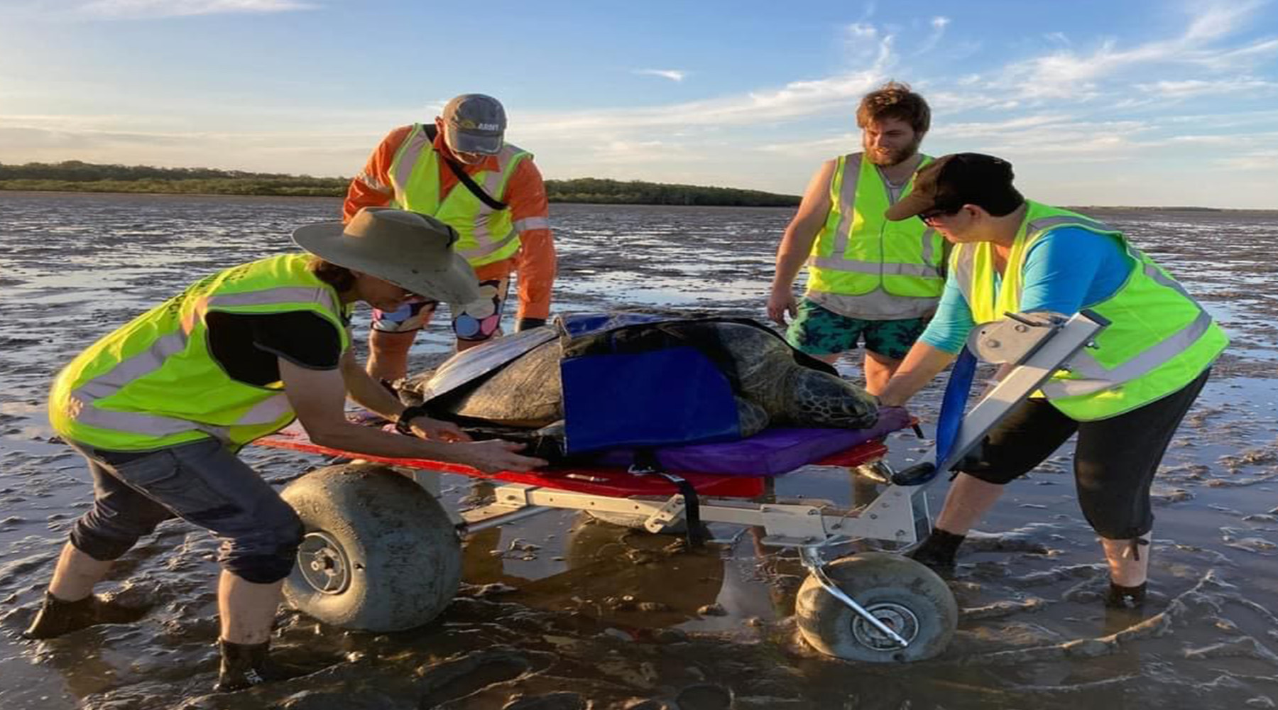 People help rescue turtle 