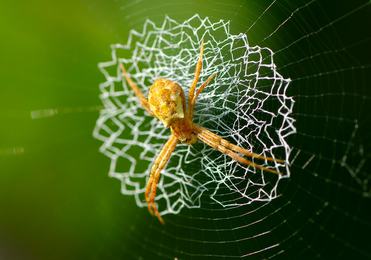 Arwen Brown Spider