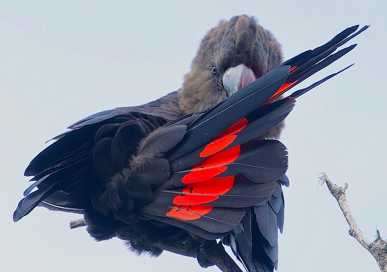 Spencer Hitchen Glossy Black Cockatoo