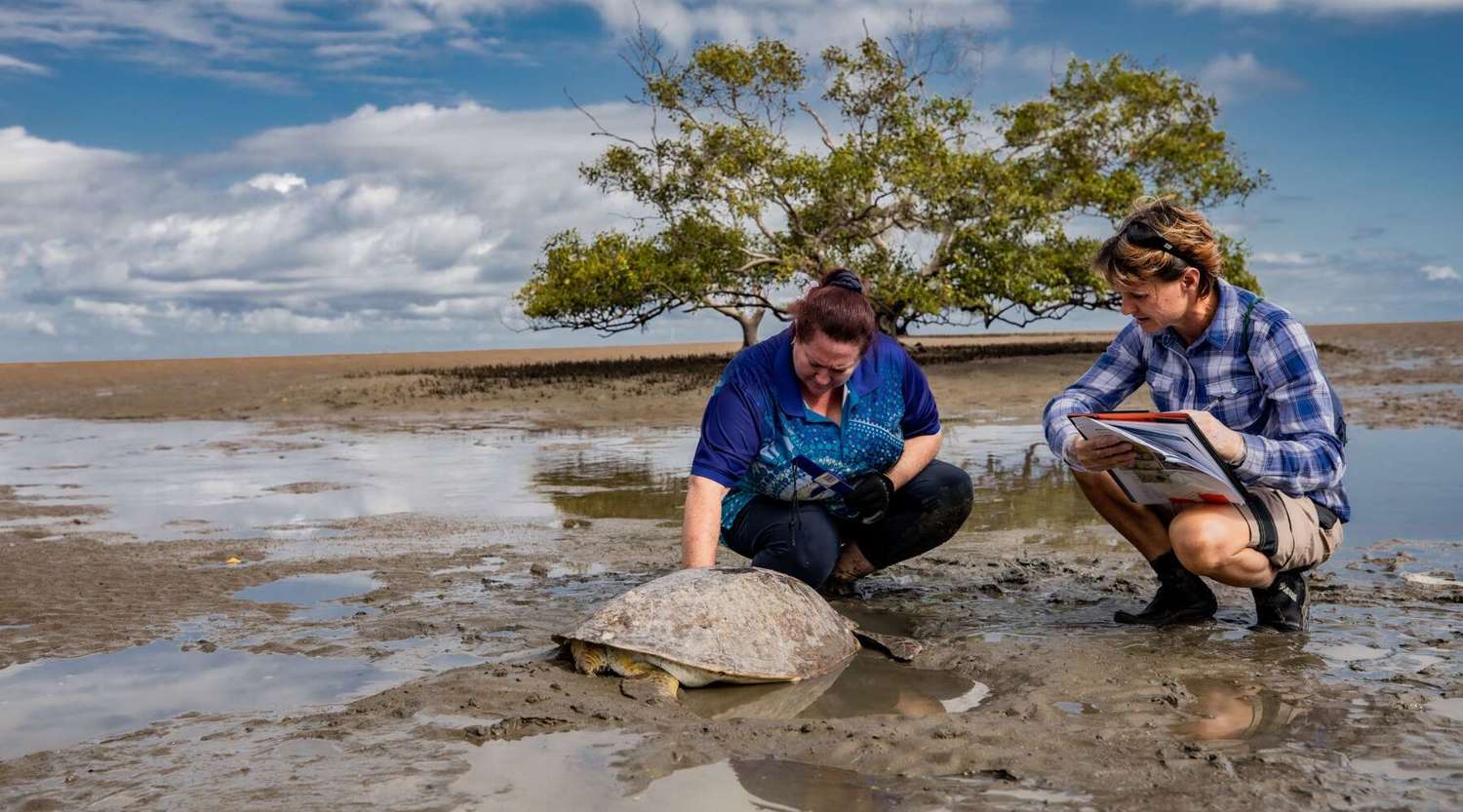 two researchers inspecting a stranded sea turtle