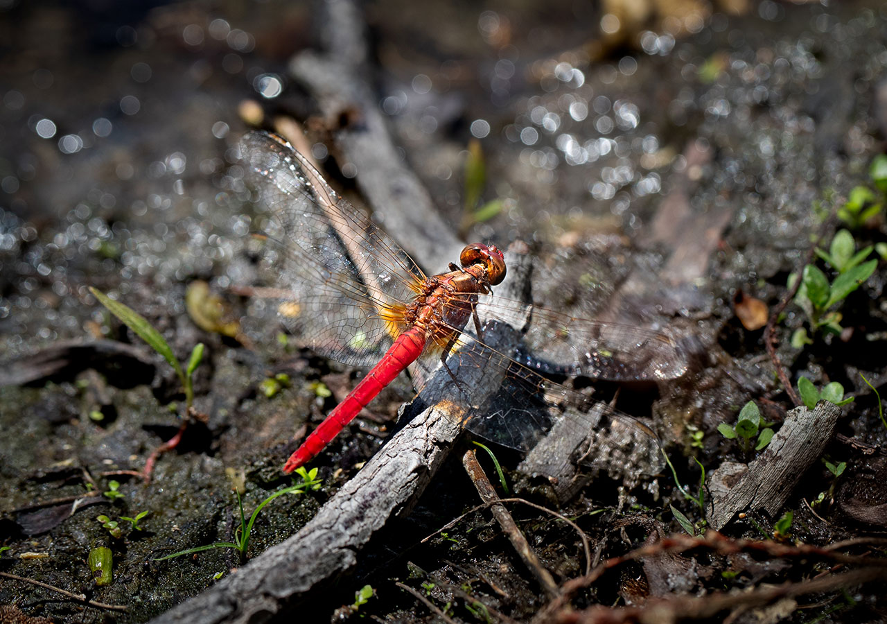 Heather Smith Red Arrow Dragonfly