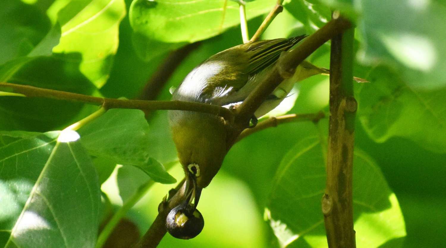 Silverye eating a berry in a tree