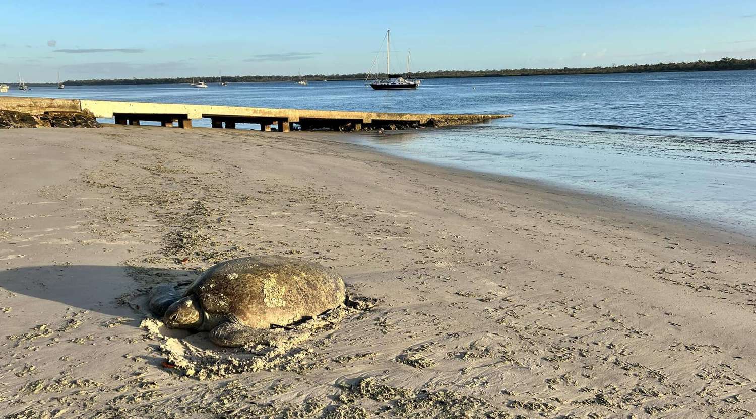 sea turtle stranded on a beach